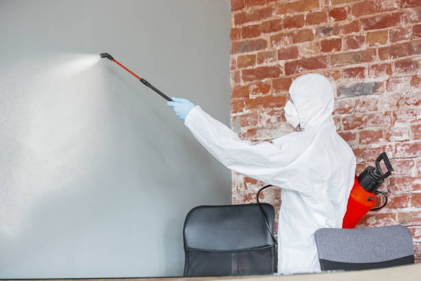 Best Water Damage & Mold Remediation  in Doctor Phillips, FL