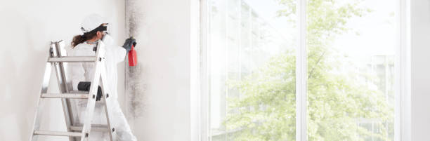 Best Attic Mold Removal  in Doctor Phillips, FL