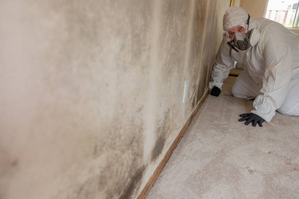 Best Mold Damage Restoration  in Doctor Phillips, FL